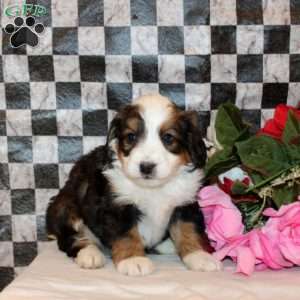 Vesper, Mini Bernedoodle Puppy